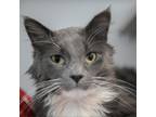Adopt Luther a Domestic Long Hair
