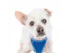Adopt Barnacle 11747 a Terrier
