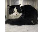 Adopt Ozzy a Domestic Medium Hair, Domestic Short Hair