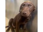 Adopt Buck a Chocolate Labrador Retriever, Mixed Breed