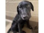 Adopt Rowdy a Black Labrador Retriever, Mixed Breed