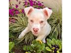 Adopt OLAF a Australian Cattle Dog / Blue Heeler, Australian Shepherd