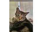 Adopt Maze a Domestic Short Hair