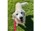 Adopt Jasper a Golden Retriever