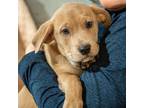 Adopt SONOMA a Labrador Retriever, Weimaraner