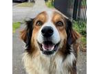 Adopt HANK a Australian Shepherd