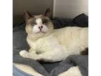 Adopt Casablanca a Siamese, Domestic Short Hair