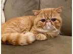 Adopt Birdie a Exotic Shorthair, Persian