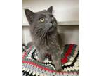 Adopt Haze a Domestic Long Hair