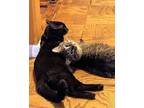 Adopt MeerKat a Domestic Medium Hair, Domestic Short Hair