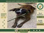 Adopt Cookie a Mixed Breed