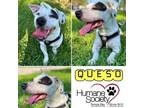 Adopt Queso a Basset Hound