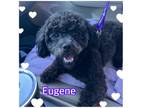 Adopt Eugene a Poodle