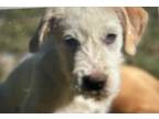 Adopt Crawdad a Terrier