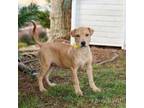 Adopt Honeydew 20437 a Shar-Pei, Mixed Breed