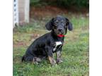 Adopt Peach 20434 a Dachshund, Mixed Breed