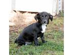 Adopt Lemon 20435 a Dachshund, Mixed Breed