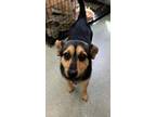 Adopt Linton a Corgi, Mixed Breed