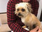 Adopt Skittle a Shih Tzu