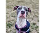 Adopt Key a Pit Bull Terrier