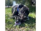 Adopt Peele a Pit Bull Terrier
