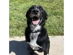 Adopt Mato a Australian Cattle Dog / Blue Heeler, Labrador Retriever