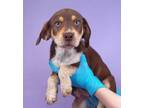 Adopt Hansel a Beagle, Mixed Breed