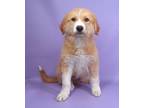 Adopt Gecko a Golden Retriever, Mixed Breed