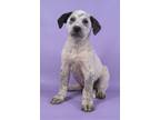 Adopt Edgar a German Shorthaired Pointer, Mixed Breed