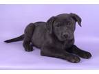 Adopt Emmet a German Shorthaired Pointer, Mixed Breed