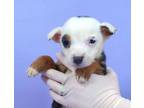 Adopt Cisco a Pomeranian, Shetland Sheepdog / Sheltie