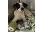 Adopt Everett a German Shorthaired Pointer, Mixed Breed