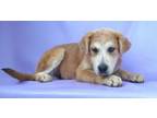 Adopt Kenan a Anatolian Shepherd, Mixed Breed