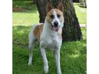 Adopt Nitro a Canaan Dog