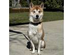 Adopt Akito a Shiba Inu