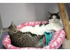 Adopt Spooky&Marshmellow a Domestic Short Hair