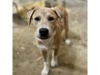 Adopt Clove a Great Pyrenees, Labrador Retriever