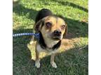 Adopt Gummer a Beagle, Pug