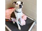 Adopt Pidgeon a Pit Bull Terrier, Mixed Breed
