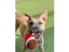 Adopt Fritter a Pit Bull Terrier, Mixed Breed