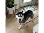 Adopt Pepper (in foster) a Klee Kai, Husky