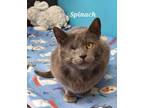 Adopt Spinach a Domestic Short Hair