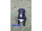 Adopt Midnight a Wirehaired Terrier