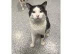 Adopt Skunk a Domestic Short Hair