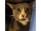 Adopt Tommy a Domestic Short Hair