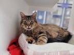 Adopt Zeno a Domestic Medium Hair