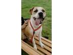 Adopt Diesel (HW-) a Pit Bull Terrier, Mixed Breed
