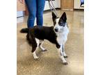 Adopt Brody a Australian Cattle Dog / Blue Heeler, Border Collie