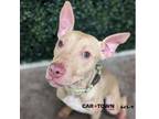 Adopt Pony Boy a Labrador Retriever, Pit Bull Terrier