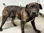 Adopt Jelly Bean a Pit Bull Terrier, Mastiff